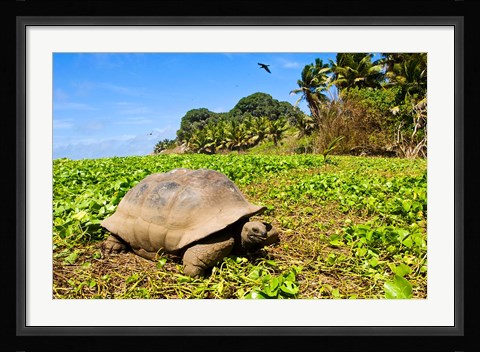 Framed Giant Tortoise in a field, Seychelles Print