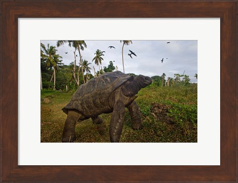 Framed Giant Tortoise, Fregate Island, Seychelles Print