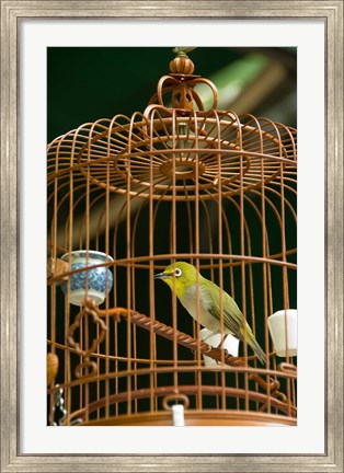 Framed Hong Kong, Bird Garden, Market, Caged pet birds Print