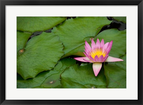 Framed Hong Kong, Chi Lin, Lily pond flower Print