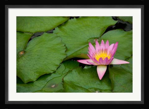 Framed Hong Kong, Chi Lin, Lily pond flower Print