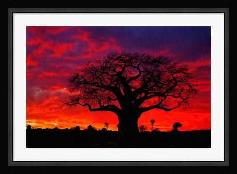 Framed African baobab tree, Tarangire National Park, Tanzania Print