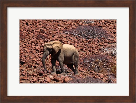 Framed Africa, Namibia, Puros. Desert dwelling elephants of Kaokoland. Print