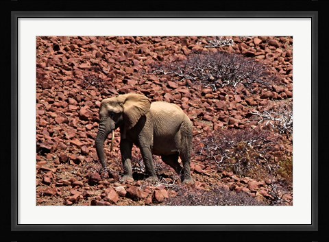 Framed Africa, Namibia, Puros. Desert dwelling elephants of Kaokoland. Print