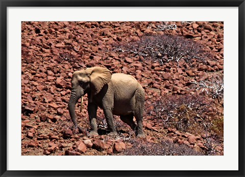 Framed Africa, Namibia, Puros. Desert dwelling elephants of Kaokoland. Print