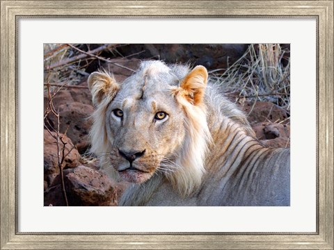 Framed Face of feeding lion, Meru, Kenya Print