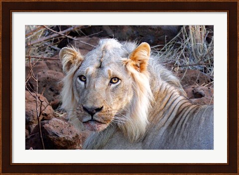 Framed Face of feeding lion, Meru, Kenya Print