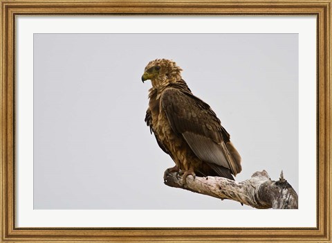 Framed Africa. Tanzania. Bateleur Eagle at Tarangire NP Print