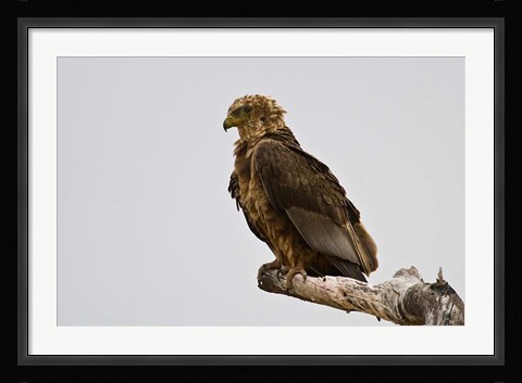 Framed Africa. Tanzania. Bateleur Eagle at Tarangire NP Print