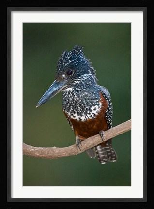 Framed Africa. Tanzania. Giant Kingfisher in Manyara NP. Print