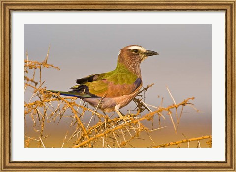 Framed Africa. Tanzania. Rufous-crowned bird, Manyara NP Print