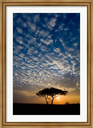 Framed Africa. Tanzania. Sunrise in Serengeti NP. Print
