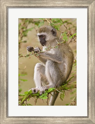 Framed Africa. Tanzania. Vervet Monkey at Manyara NP. Print