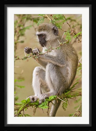 Framed Africa. Tanzania. Vervet Monkey at Manyara NP. Print