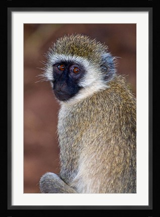 Framed Africa. Tanzania. Vervet Monkey in Tarangire NP. Print