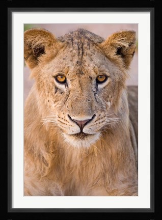 Framed Africa. Tanzania. Young lion in Tarangire NP Print