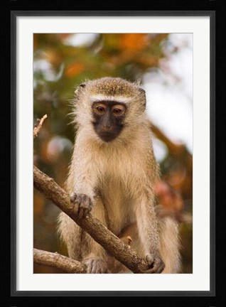 Framed Africa; Malawi; Lengwe National Park; Vervet monkey Print