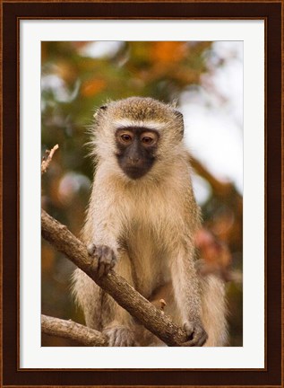 Framed Africa; Malawi; Lengwe National Park; Vervet monkey Print