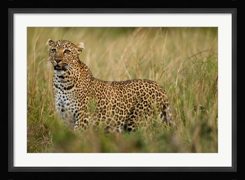 Framed African Leopard hunting in the grass, Masai Mara Game Reserve, Kenya Print