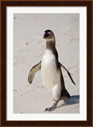 Framed African Penguin, Boulders beach, South Africa Print