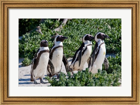 Framed Group of African Penguins, Cape Town, South Africa Print