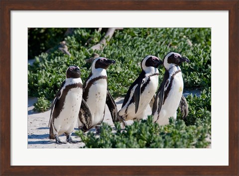 Framed Group of African Penguins, Cape Town, South Africa Print
