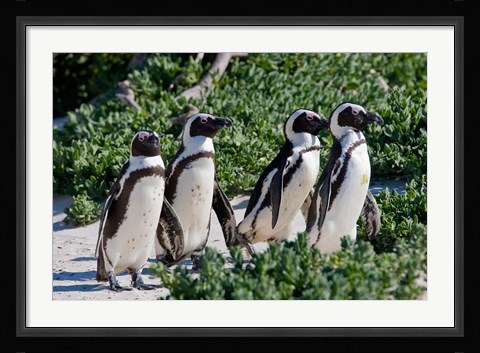 Framed Group of African Penguins, Cape Town, South Africa Print