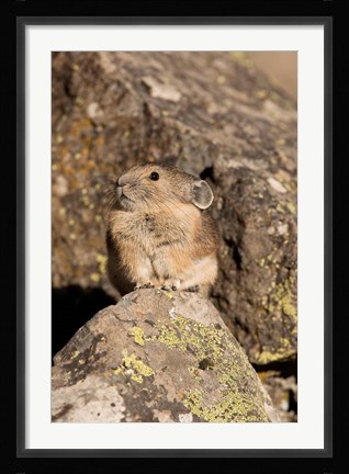 Framed American Pika in rocks, Yellowstone NP, USA Print