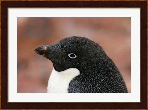 Framed Antarctica, Brown Bluff, Adelie penguin Print