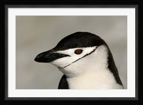 Framed Antarctica, Half Moon Island, Chinstrap penguin Print