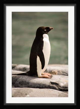 Framed Antarctica. Adelie penguin. Print