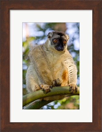 Framed Brown Lemur in a tree in Madagascar Print