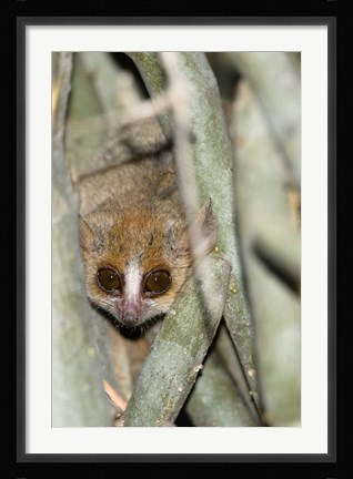 Framed Brown Mouse Lemur, tree trunk in Madagascar Print