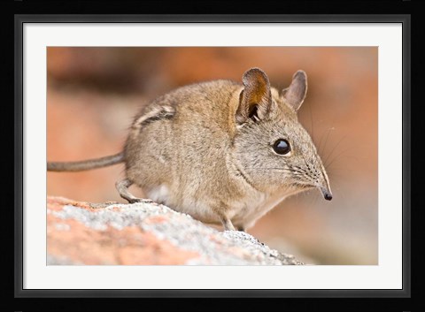 Framed Cape Elephant Shrew, Bushmans Kloof, South Africa Print