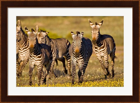 Framed Cape Mountain Zebra, Bushmans Kloof, South Africa Print