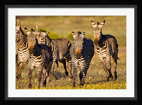 Framed Cape Mountain Zebra, Bushmans Kloof, South Africa Print