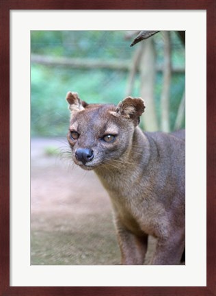 Framed Carnivore in Madagascar, related to a mongoose Print