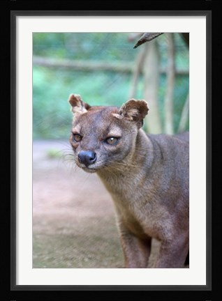 Framed Carnivore in Madagascar, related to a mongoose Print