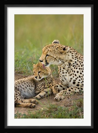 Framed Cheetah with cub in the Masai Mara GR, Kenya Print