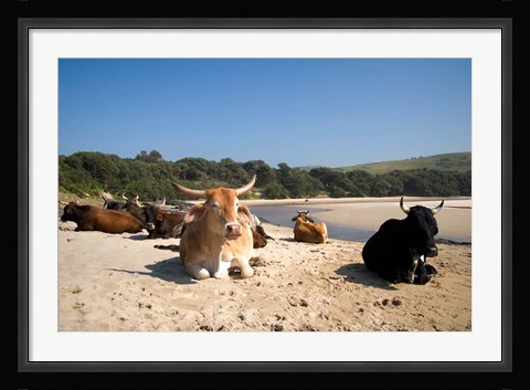 Framed Cows, Farm Animal, Coffee Bay, Transkye, South Africa Print