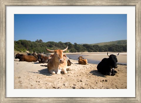 Framed Cows, Farm Animal, Coffee Bay, Transkye, South Africa Print