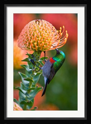 Framed Double-collared Sunbird, South Africa-collared Sunbird, South Africa Print