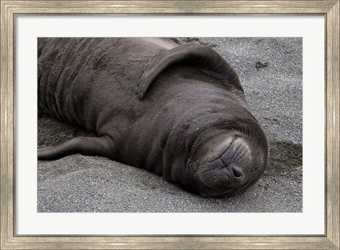 Framed Elephant Seal Pup Sleeps on Beach, South Georgia Island, Antarctica Print