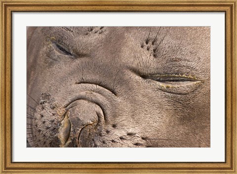 Framed Female elephant seal, South Georgia Island, Antarctica Print