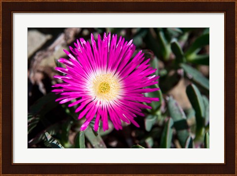Framed Pink Flower, Kirstenbosch Gardens, South Africa Print