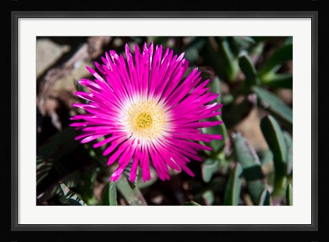 Framed Pink Flower, Kirstenbosch Gardens, South Africa Print