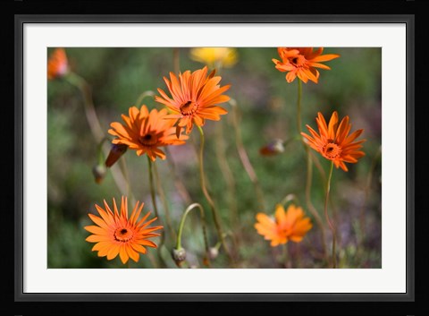 Framed Orange Flowers, Kirstenbosch Gardens, South Africa Print