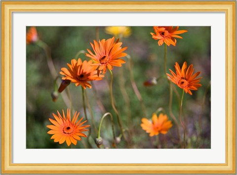 Framed Orange Flowers, Kirstenbosch Gardens, South Africa Print