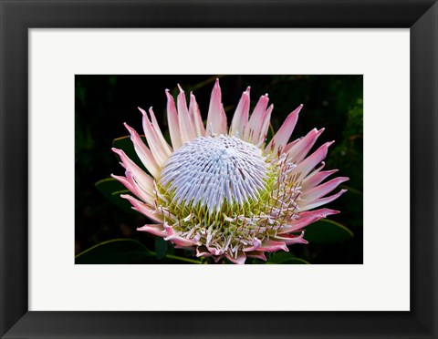 Framed Flowers, Kirstenbosch Gardens, South Africa Print