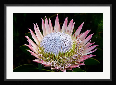 Framed Flowers, Kirstenbosch Gardens, South Africa Print